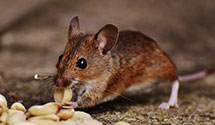 24 Hour & Emergency Exterminators in St Clairsvle, OH